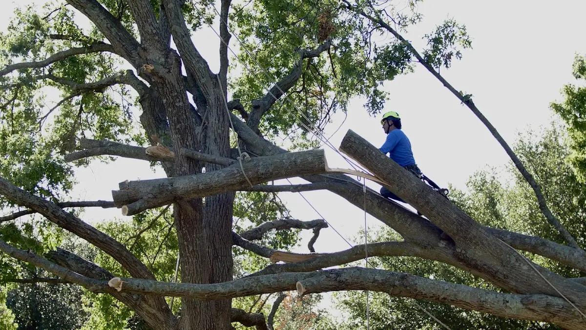 Professional Crown Thinning performed by certified arborists in Balaton