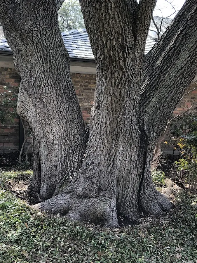 Mature heritage tree close to a Balaton property cared for by certified arborists